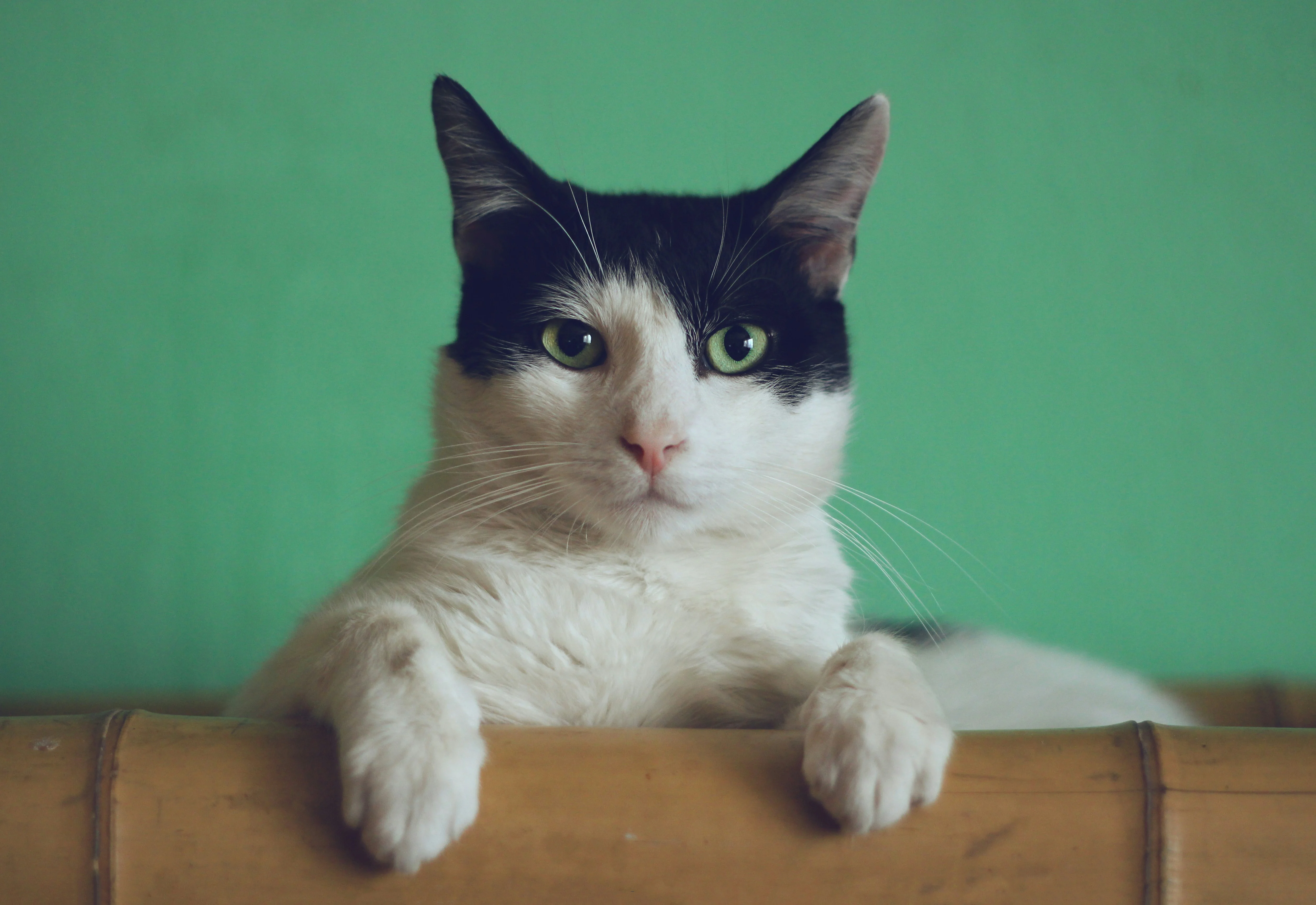 Gato calmo apoiado em um ambiente acolhedor.